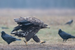 2201_zeearend_190-2