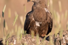 2305_zwarte-wouw_059-3