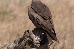 2305_zwarte-wouw_083-2