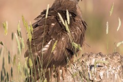 2305_zwarte-wouw_095