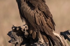 2305_zwarte-wouw_121-2