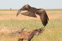 2305_zwarte-wouw_261