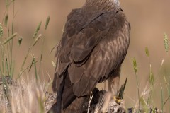 2305_zwarte-wouw_580-2